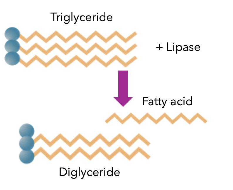 <p>Lingual lipase, Gastric lipase and pancreatic lipase will all first remove one fatty acid from a triglyceride, leaving behind</p>