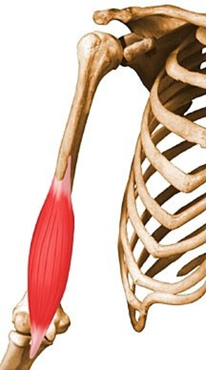 <p>Brachialis</p>