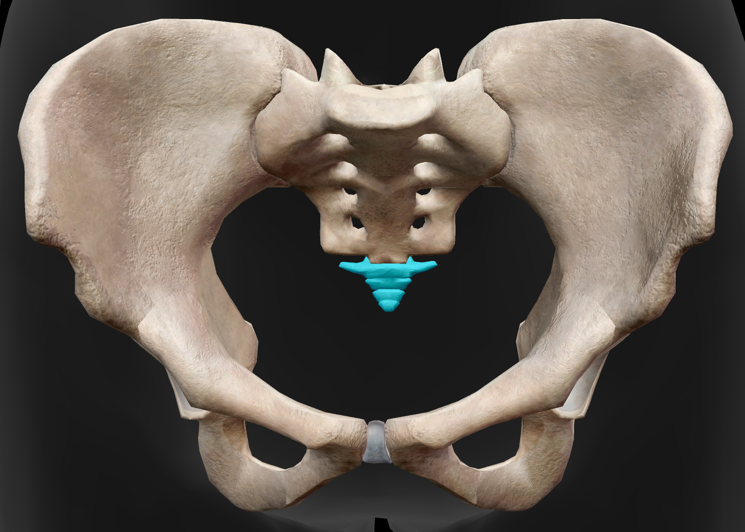 <p>Identify the name of the bone highlighted in the image</p>