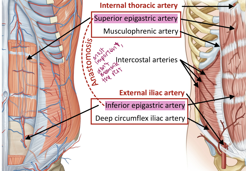 <p>Superior epigastric arises from the internal thoracic system; inferior epigastric arises from the external iliac system; intercostal arteries also contribute (just know highlighted) </p>