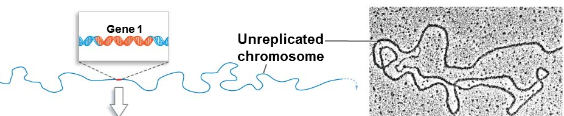 <p>consists of a single, long DNA double helix wrapped around proteins </p>