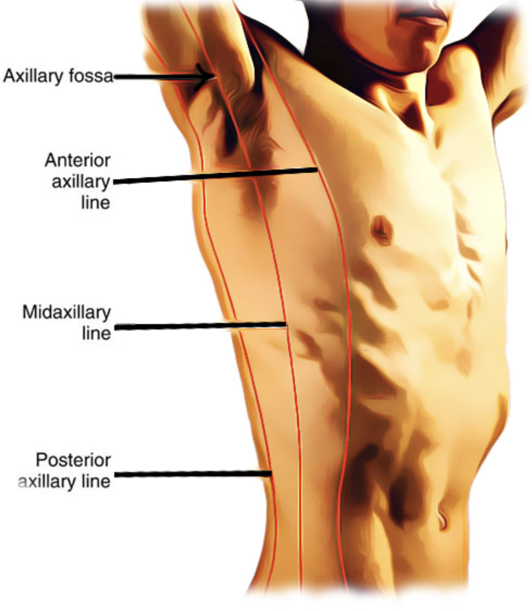 <p>Vertical line along the <strong>anterior border of the axilla (front of armpit)</strong>.</p>
