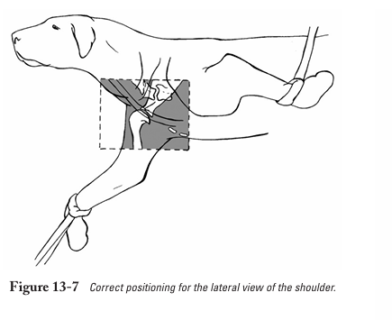 <p>Lateral view of shoulder</p>