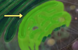 <p>Gen cell</p>
