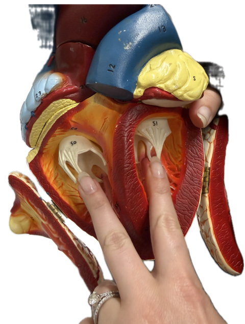 <p>What is the structure and function?</p><p></p>