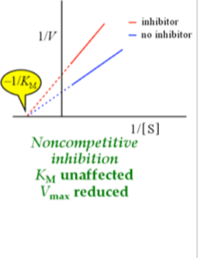 <ul><li><p>bind at allosteric regulatory site (at E+S, beginning of reaction)— decreases activity of enzyme/change access to active site</p></li><li><p>Km unaffected (can’t increase substrate to overcome allosteric inhibition) — x-intercept stays the same</p></li><li><p>Vmax reduced — y intercept changes, Inhibitor can bind to enzyme with or without substrate, so apparent Km doesn’t</p><p>change but Vmax decreases</p></li><li><p>mixed inhibition: could bind to E+S or ES complex (2 options)</p></li><li><p>Both S and I can be bound to enzyme at same time or separately; i.e., Substrate binding is</p><p>unaffected, but catalysis is decreased</p></li><li><p>Inhibitor binds equally well to E or ES,</p><p>but it’s binding affects the conformation</p><p>of the catalytic site, decreasing the rate</p><p>of catalysis</p></li></ul><p></p>