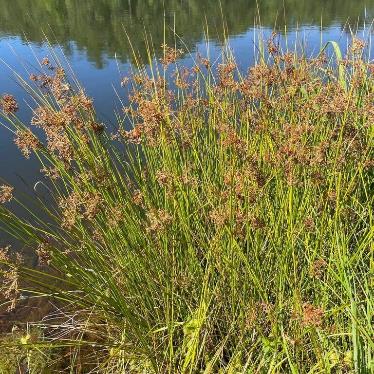 <p>Juncus effusus</p>