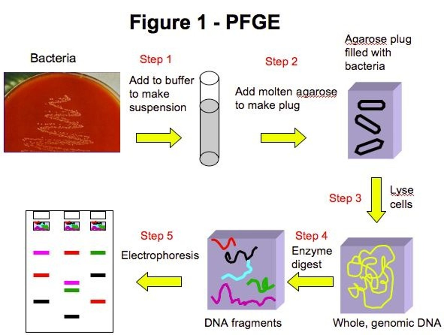 <p>a variation of gel electrophoresis that allows the separation of very large DNA segments.</p>