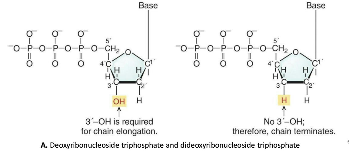 <ul><li><p>The <strong><em>Sanger sequencing method</em></strong> relies on the use of special dideoxyribonucleotides (ddNTP) that can be inserted into a growing DNA strand by DNA polymerase but block the addition of further nucleotide</p></li></ul><p></p>