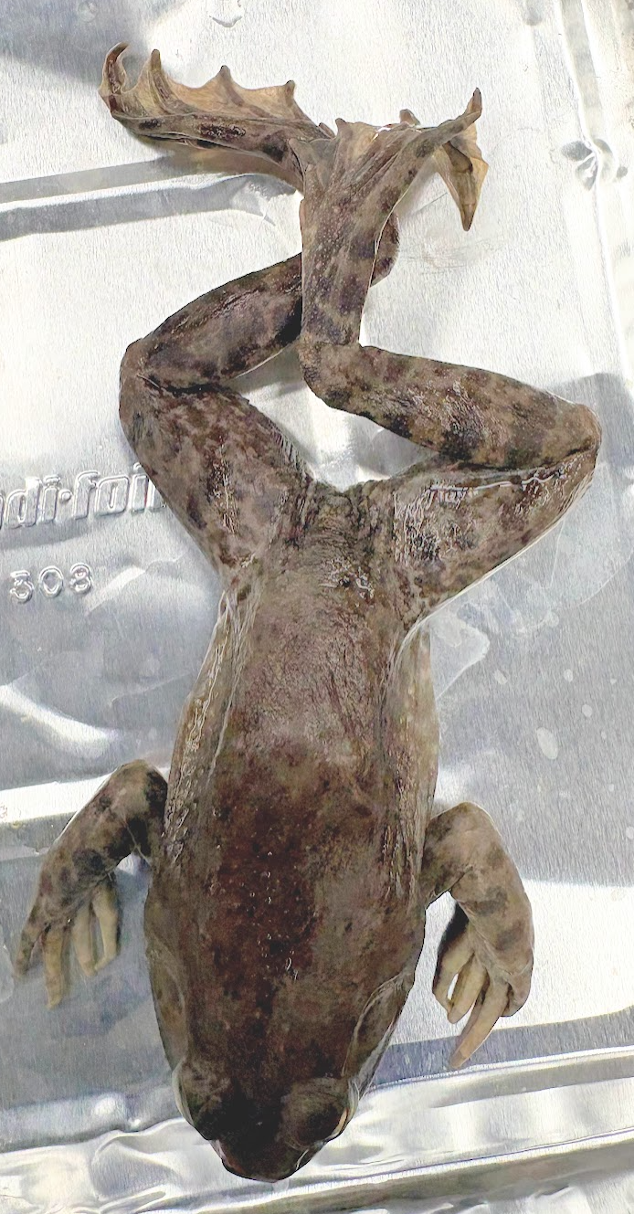 <p>lithobates <span style="background-color: transparent;">catesbeiana</span></p>