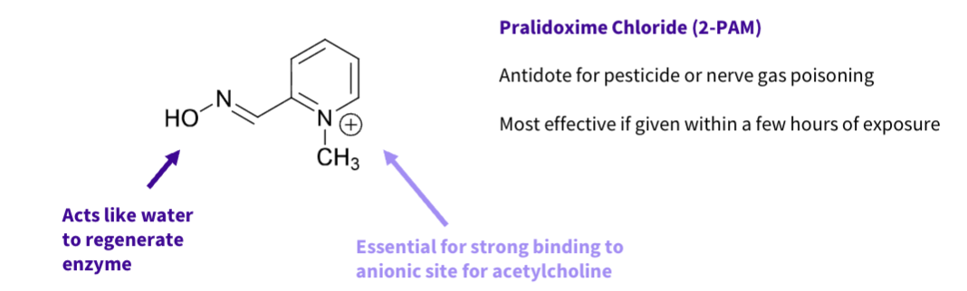 <ul><li><p><span>A range of charged oximes are suitable for antidotes</span></p></li><li><p><span>Usability depends on how quickly ‘ageing’ occurs with each agent</span></p></li><li><p><span>Reversibility only possible prior to ‘aging’ which can take place in minutes</span></p></li></ul><p></p>