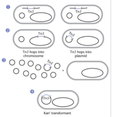 <p>deliver tn5 to cells with plasmid, select for transposition with Kan resistance, isolate plasmids from those without transposons, transform into cell with no plasmid, select for Kan resistance</p>