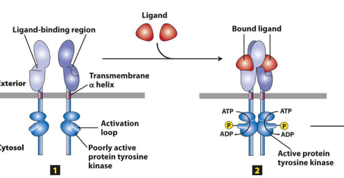 <p>Ligand binding</p><ul><li><p>causes receptor dimerization</p></li></ul><p></p>