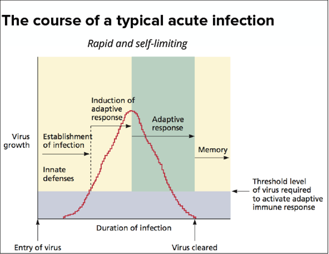 <ul><li><p>Rapid onset of viral replication</p></li><li><p>Short but possibly severe course of disease </p></li><li><p>Production of large numbers of virus particles </p></li><li><p>Immune Clearance </p></li></ul><p></p>