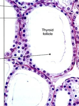 <p>Activated by TSH release from anterior pituitary. Within thryoid follicle, thryoglobuline is released and Iodine is added to create T<sub>3</sub> and T<sub>4</sub>. These are then released to the blood and help regulate metabolism (stimulate oxygen use, metabolic rate, cellular metabolism and growth/development). </p>