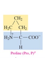 <p>nonpolar amino acid with alkyl as R group</p>