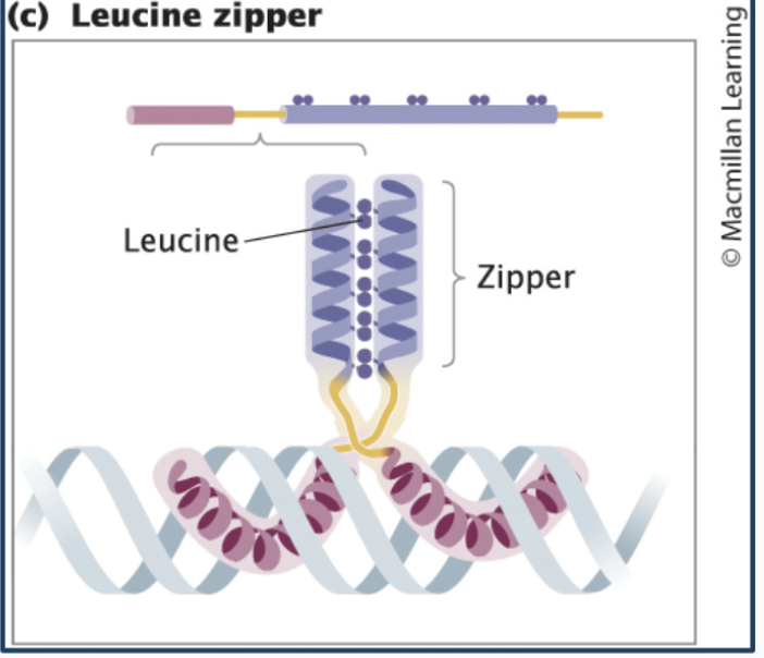 <p>Leucine Zipper proteins</p>
