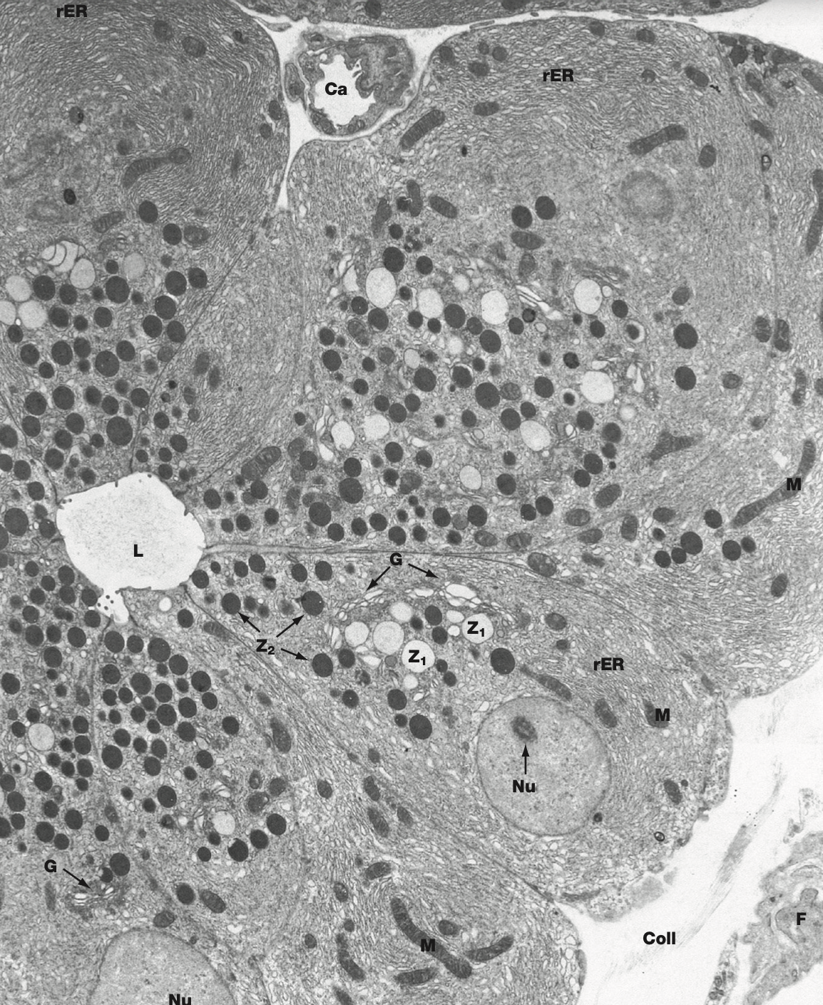 <p>Identify the Organ and Structures?</p>