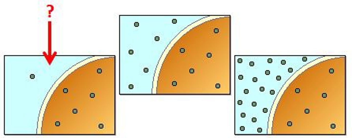 <p>A solution with a comparatively lower concentration of solutes compared to another.</p>