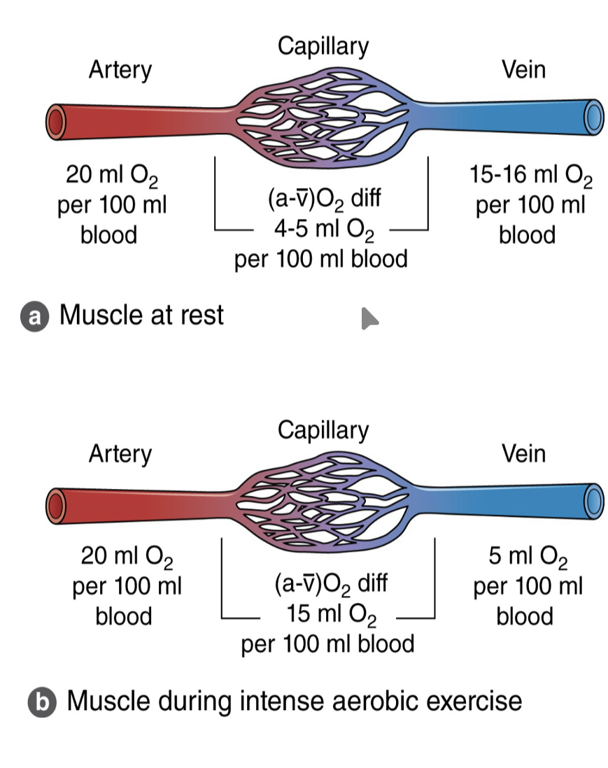 <p>Amount of oxygen consumed/ extracted from the tissues</p>