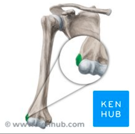 <p>Muscle attachment. <strong>(Humerus)</strong></p>