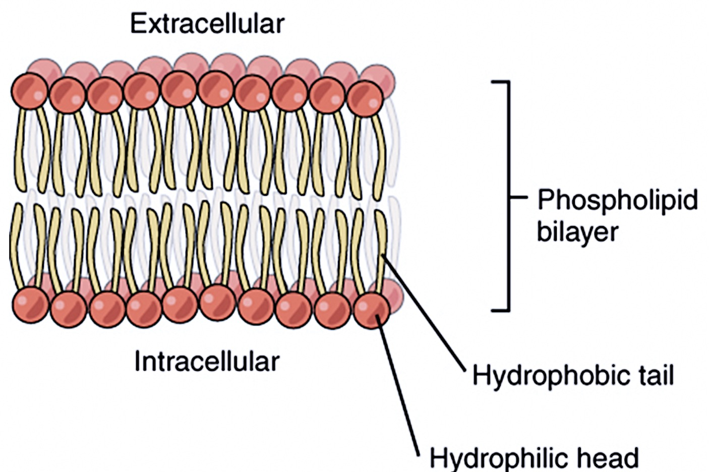 <p>The cell membrane is made up of <strong>two layers</strong> of phospholipids, known as a <strong>phospholipid bilayer</strong></p><ul><li><p><span><strong>Outer Layer:</strong> The polar, hydrophilic (water-loving) phosphate heads face outward toward the aqueous extracellular fluid.</span></p></li><li><p><span><strong>Inner Layer:</strong> The polar heads face inward toward the cytoplasm.</span></p></li><li><p><span><strong>Core:</strong> The non-polar, hydrophobic (water-fearing) fatty acid tails point inward, meeting in the middle away from water</span></p></li></ul><p></p>