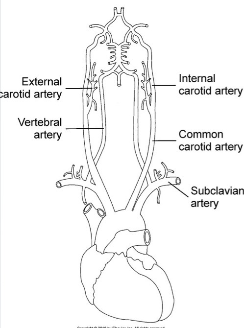 <p>Consists of common carotid arteries (CCA), internal carotid arteries (ICA), external carotid arteries (ECA), and vertebral arteries (VA); right side: innominate artery branches into CCA and subclavian arteries; left side: CCA and subclavian arteries arise separately from aortic arch</p>