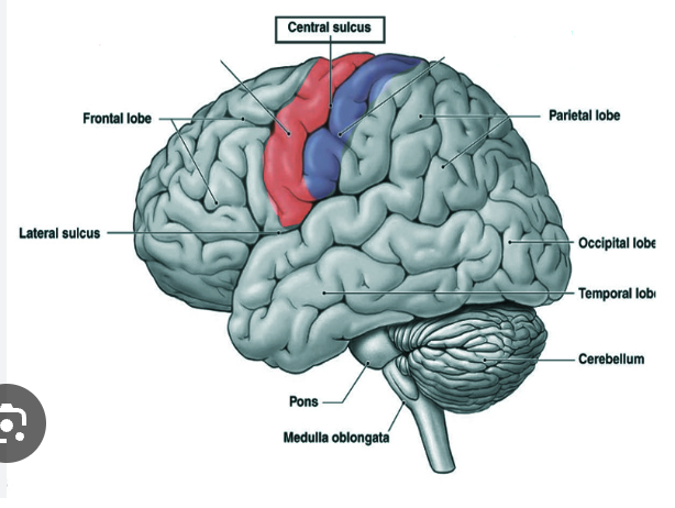 <p>Fill in the missing labels</p>