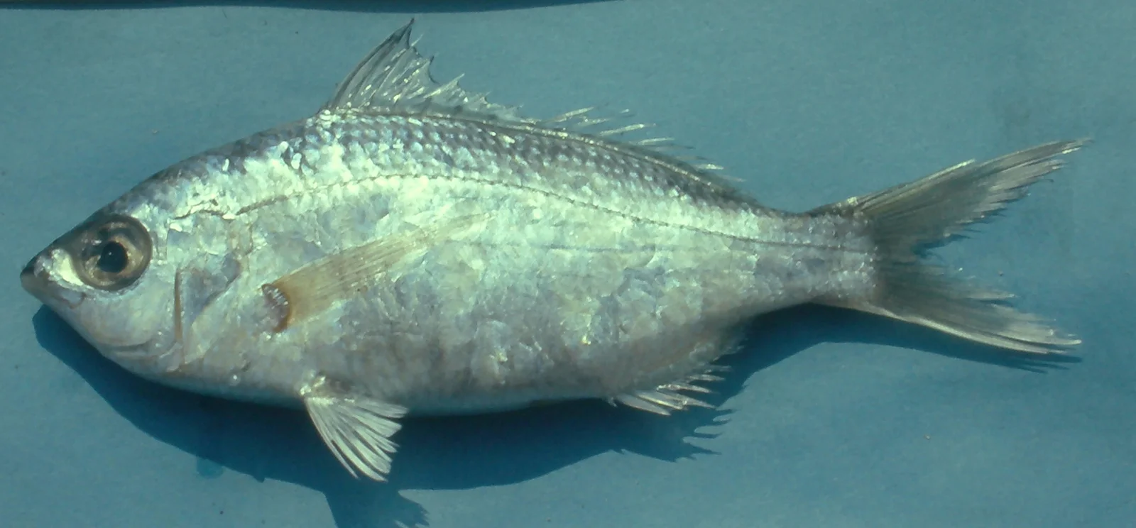 <p>Pointed snout, downward-pointing extensible mouth, light pigment on snout</p>