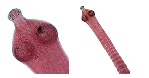 <ul><li><p>cestoda</p></li><li><p>big circles are suckers</p></li><li><p>disc of hooks at tip</p></li><li><p>large segments are full reproductive machines</p></li></ul><p></p>