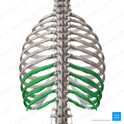 <p>What are these (in green)?</p>