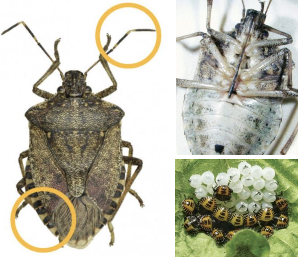 <p><strong>Type:</strong> Insect<br><strong>Life cycle:</strong> Annual<br><strong>Key persistence / spread:</strong> Overwintering adults; high mobility<br><strong>Farming systems:</strong> Horticulture (biosecurity pest)</p><p><strong> How to identify</strong></p><p>Adults are shield‑shaped insects, mottled brown, about the size of a fingernail. When disturbed, they emit a strong unpleasant odour.</p><p>Damage includes pierced and distorted fruit, with corky internal tissue resulting from feeding damage.</p><p>Nymphs resemble small, rounded versions of adults and occur in clusters.</p><p>This insect is primarily identified by appearance rather than symptoms and is monitored as a high‑risk invasive pest.</p>