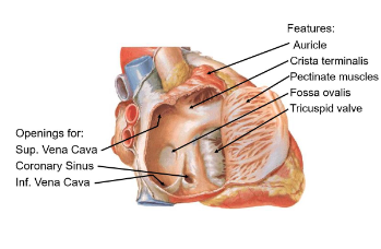 <p>Drains venous blood from the heart’s own circulation </p>