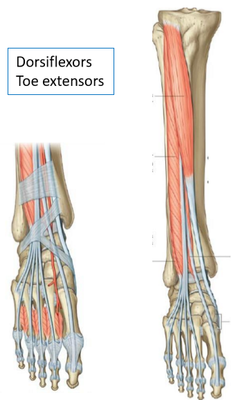 <ul><li><p><strong>Dorsiflexors</strong> &amp; <strong>toe extensors</strong></p></li><li><p>All cross anteriorly → all involved in dorsiflexion</p></li></ul><p></p>