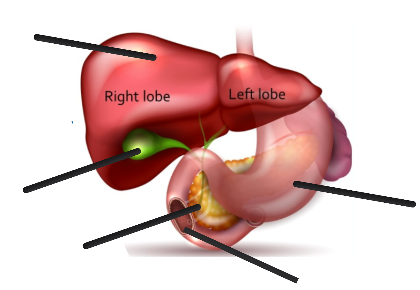 <p>Digestive system/accessory organ anatomy</p>