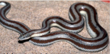 <p>Characteristics of Boidae (4)</p>