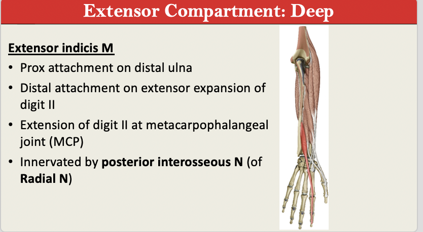 <p>M: Extension of D2 at MCP (Knuckle)<br>N: Posterior Interosseous (Radial N)<br>PA: Distal Ulna<br>PD: Extensor Expansion D2<br>G: Extensor Deep</p>