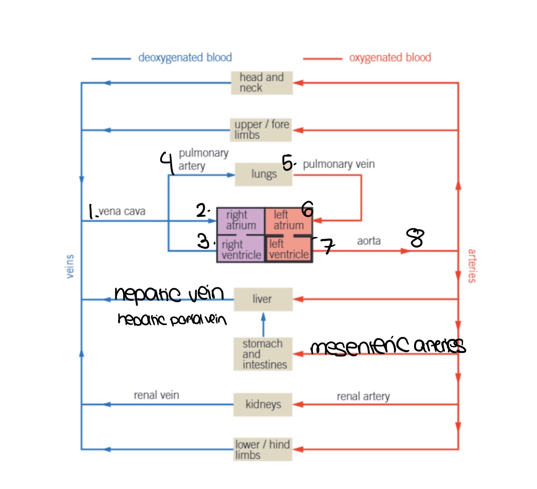 <ol><li><p>deoxygenated blood enters vena cava</p></li><li><p>right atrium contracts to push blood into right ventricle</p></li><li><p>right ventricle contracts to pump blood to pulmonary artery which carries blood to lungs to become oxygenated</p></li><li><p>pulminary vein carries oxygenated blood to heart</p></li><li><p>left atrium contracts to pump blood to left ventricle</p></li><li><p>left ventricle contracts to pump blood to aorta</p></li><li><p>oxygenated blood flows from aorta to the rest of the body</p></li></ol><p></p>
