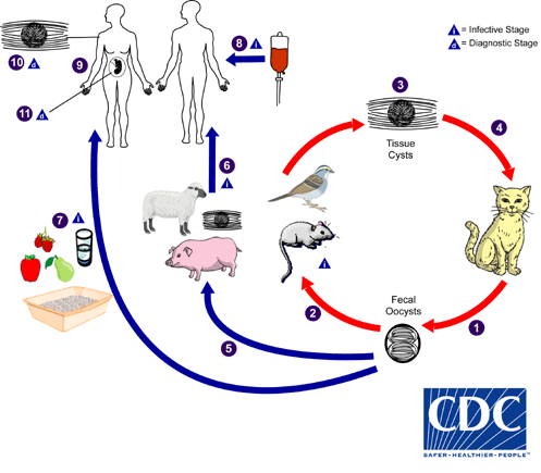 <ul><li><p>Toxoplasma gondii</p></li><li><p>Heteroxenous life cycle</p></li><li><p>Human contamination:</p><ul><li><p>Eating uncooked meat</p></li><li><p>Blood transfusion and organ transplant</p></li><li><p>Congenital (mother-child)</p></li></ul></li><li><p>Able to penetrate nervous and muscular tissues</p></li><li><p>The cat is the definitive host</p></li><li><p>Zoonotic disease</p></li></ul><p></p>