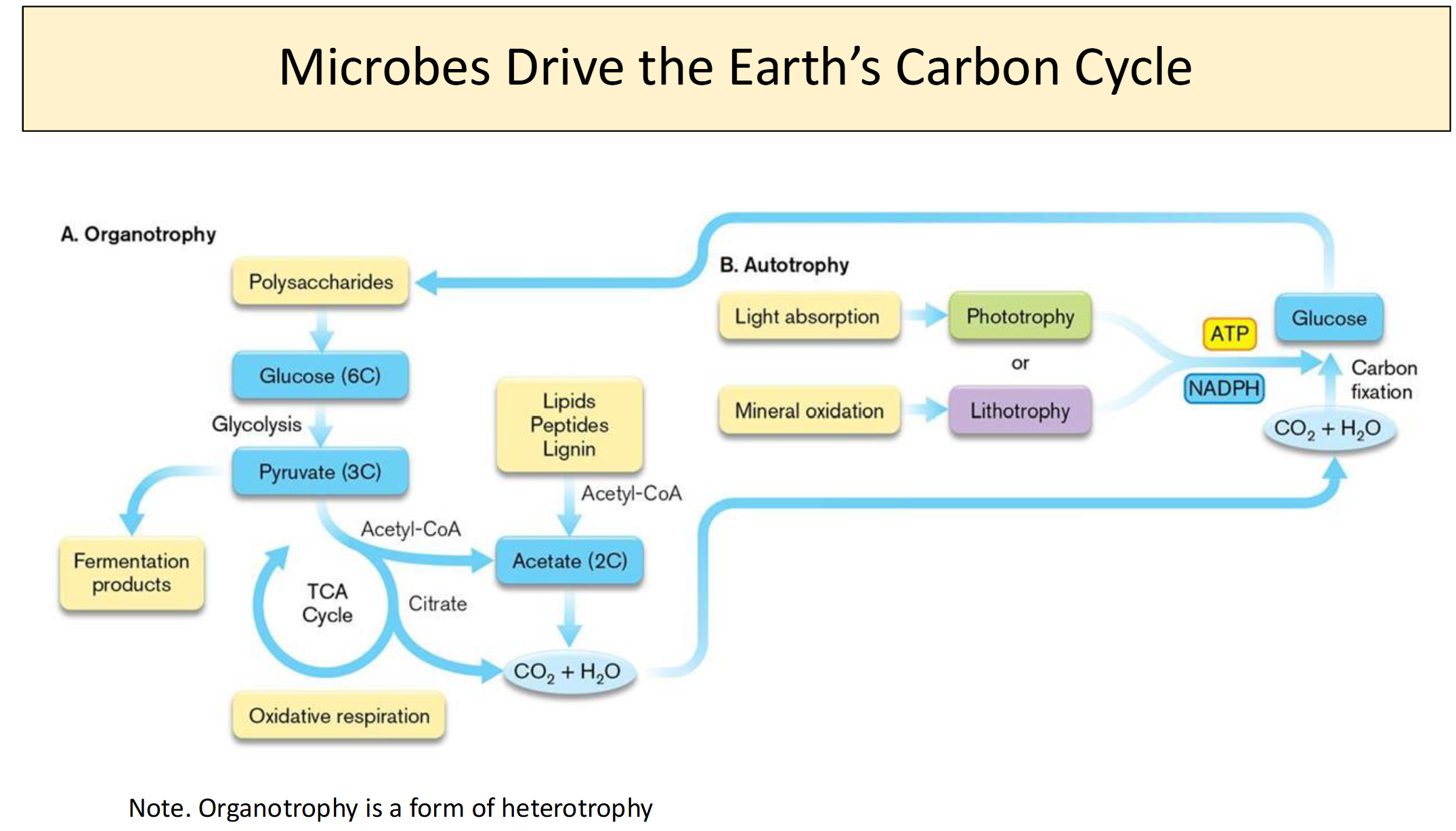 <ul><li><p>Autotrophs fix inorganic CO₂ into organic carbon. </p></li><li><p>Heterotrophs obtain carbon from organic compounds. </p></li><li><p>Decomposition and respiration help return carbon to the environment. </p></li><li><p>These processes recycle carbon through ecosystems.</p></li></ul><p></p>