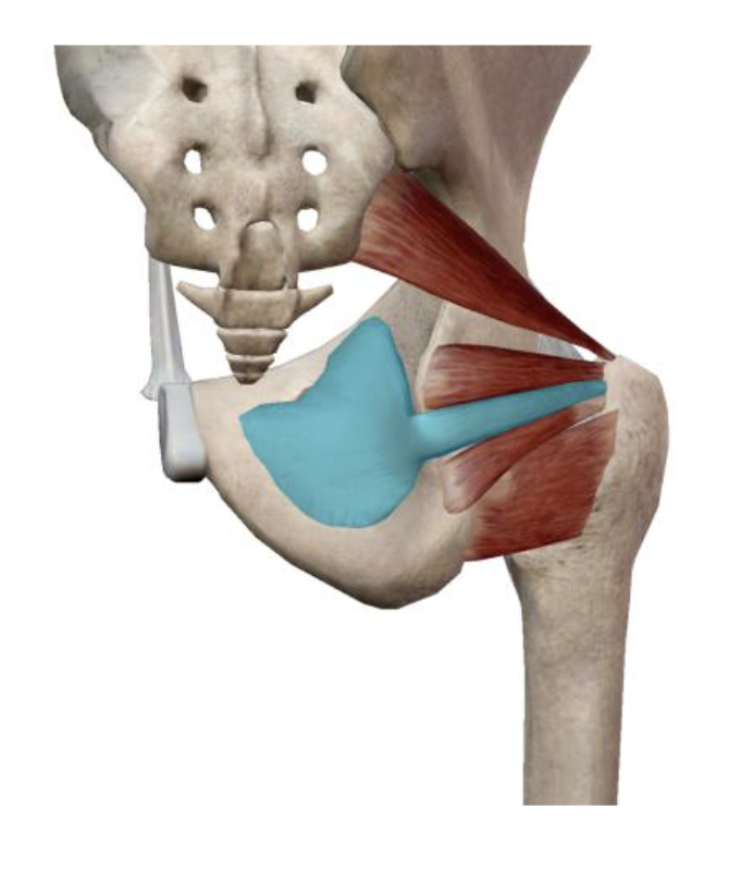 <p>What is the muscle name, its origin, its insertion, its action, and its innervation?</p>
