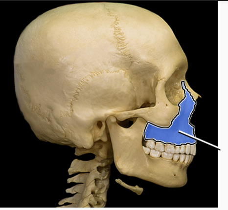 <p>What structure is indicated</p>