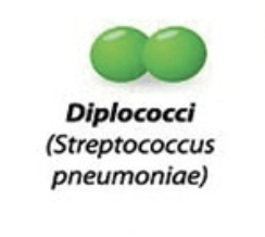 <p>Two cocci </p>