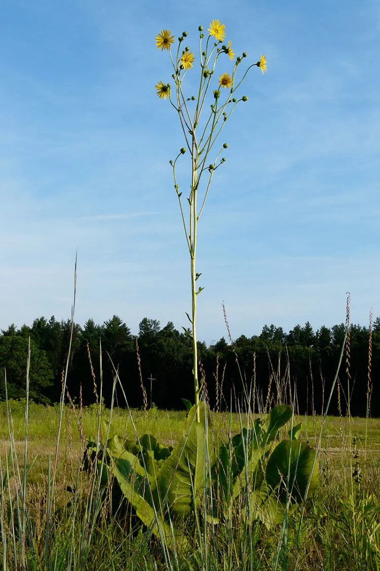 <p>Silphium, leaves track and move towards sun, sandpaper leaves, wide leaves, <em>only full sun, most soil</em></p>