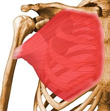 <p>Origin Ribs</p><p>Insertion: Humerous</p><p>Action: Adduct &amp; flex shoulder</p><p>(Anterior Thorax)</p>