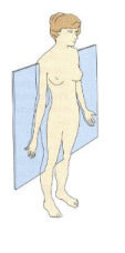 <p>plane that extends through the coronal suture cutting the body into anterior and posterior</p>