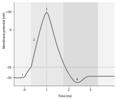 <p>Which area on the graph shows when the neuron is in the relative refractory period?</p><p>a. 1</p><p>b. 2</p><p>c. 3</p><p>d. 4</p>