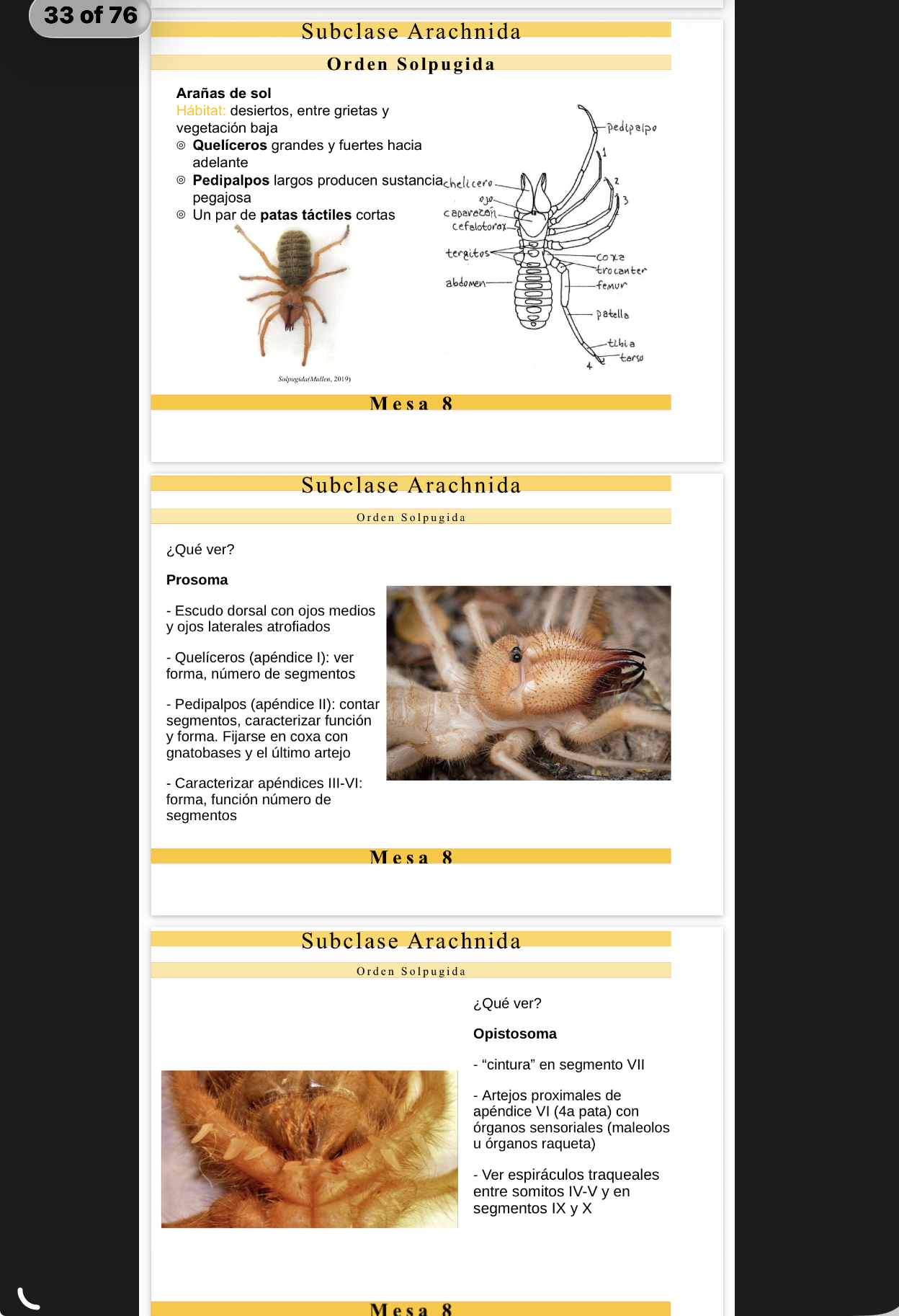 <p>FILO Arthropoda</p><p>SUBFILO Chelicerata</p><p>CLASE/SUBCLASE Arachnida</p><p>ORDEN Solpugida</p><p>NOMBRE COMÚN Arañas de sol</p><p>HÁBITAT Desiertos, entre grietas y vegetación baja.</p><p>CARACTERÍSTICAS</p><p><strong>PROSOMA</strong>:</p><p>-Escudo dorsal con ojos medios y ojos laterales atrofiados.</p><p>-APÉNDICE I:Quelíceros grandes y fuertes hacia adelante.</p><p>-APÉNDICE II: Pedipalpos largos producen sustancia pegajosa.</p><p>-Par de patas táctiles cortas</p><p><strong>OPISTOSOMA:</strong></p><p>-Segmento VII: Cintura</p><p>-APÉNDICE VI (4ta pata): artejos proximales con órganos sensoriales (maléolos u órganos raqueta).</p><p>-SOMITOS IV-V y COMITOS IX-X hay espiráculos raqueta</p>