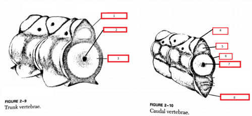 <p>Hemal spine?</p>