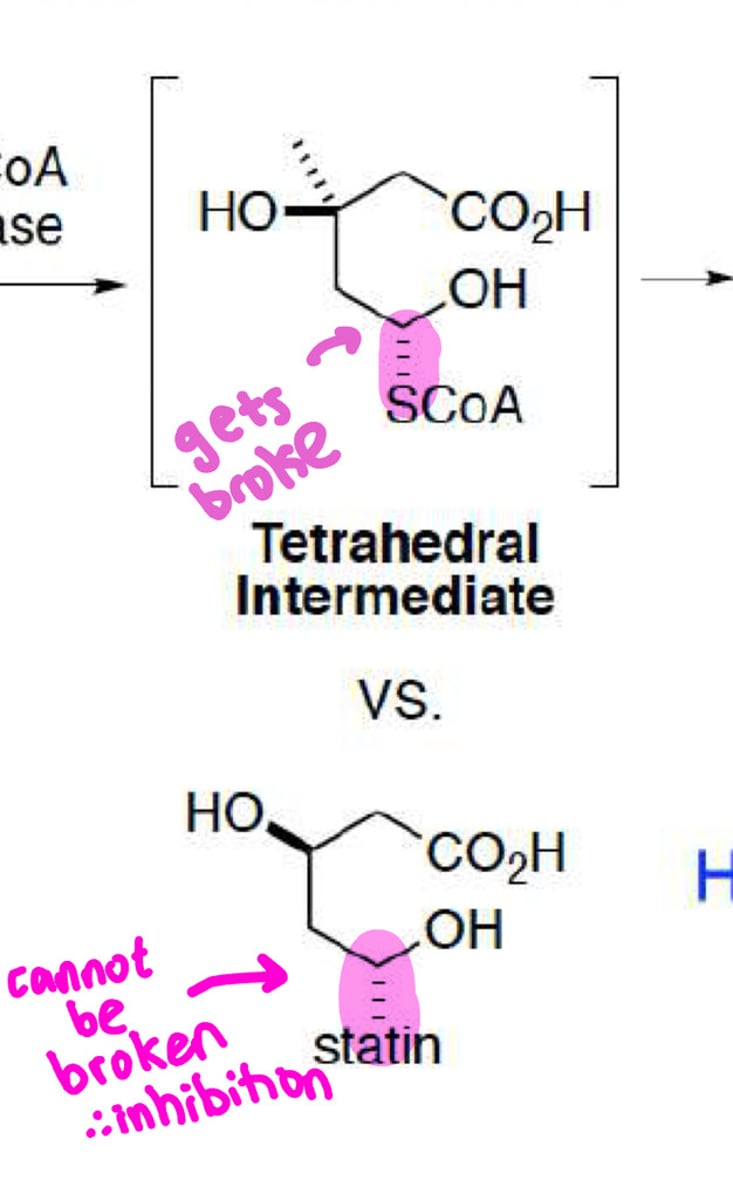 <p>all HMG-CoA reductase inhibitors (including statins) are able inhibit the enzyme because their carbon-___ bond cannot be broken</p>